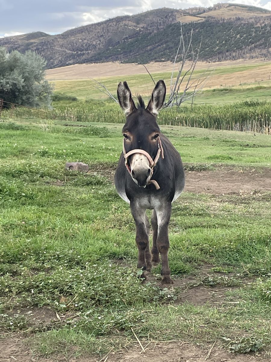 Mini jack donkey 
