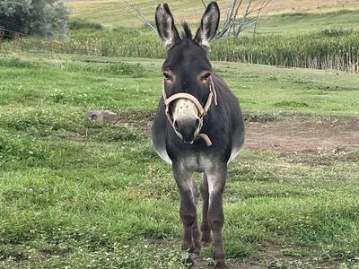 Mini jack donkey