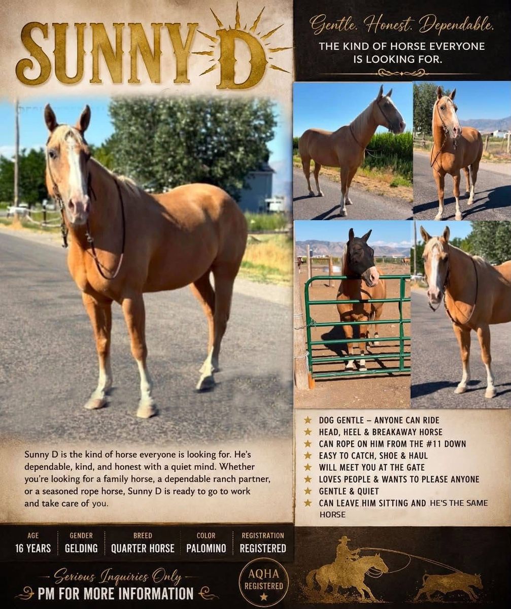 16-Year-Old Registered AQHA Palomino Quarter Horse Gelding