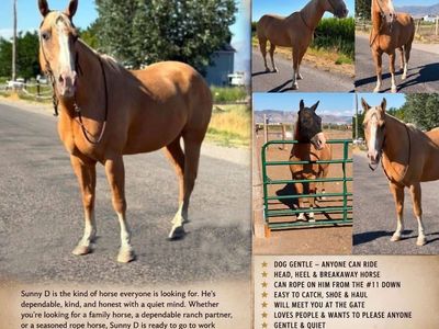 16-Year-Old Registered AQHA Palomino Quarter Horse Gelding