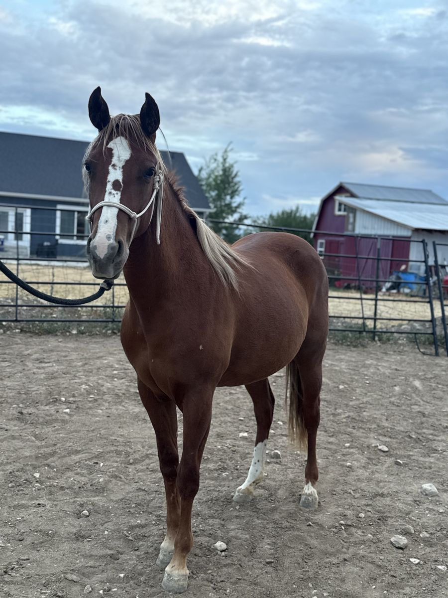 Horse/Mare