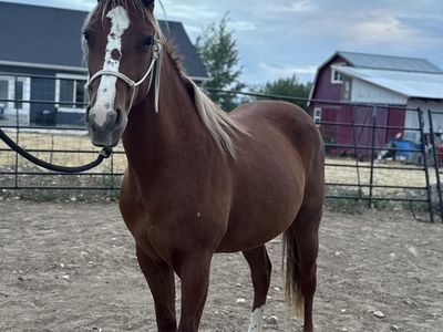 Horse/Mare
