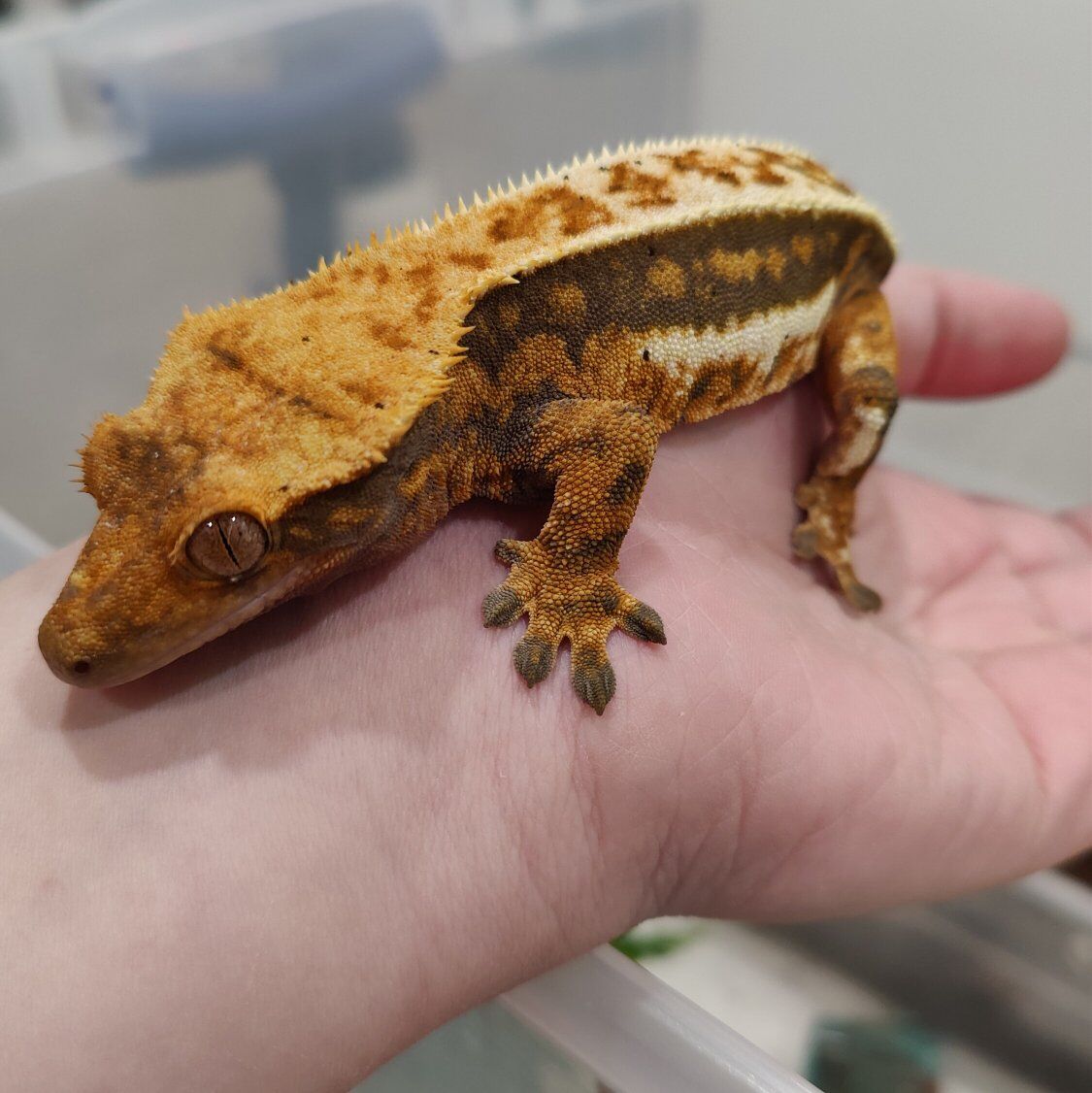 I will take your unwanted geckos or frogs!