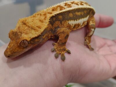 I will take your unwanted geckos or frogs!