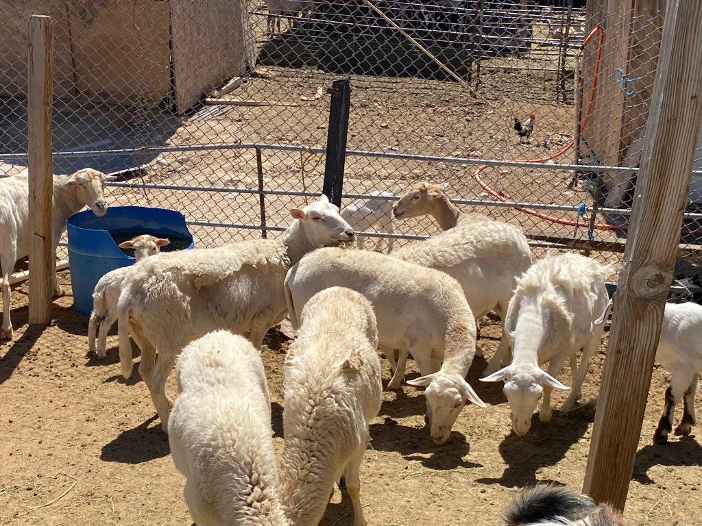 sheep for sale