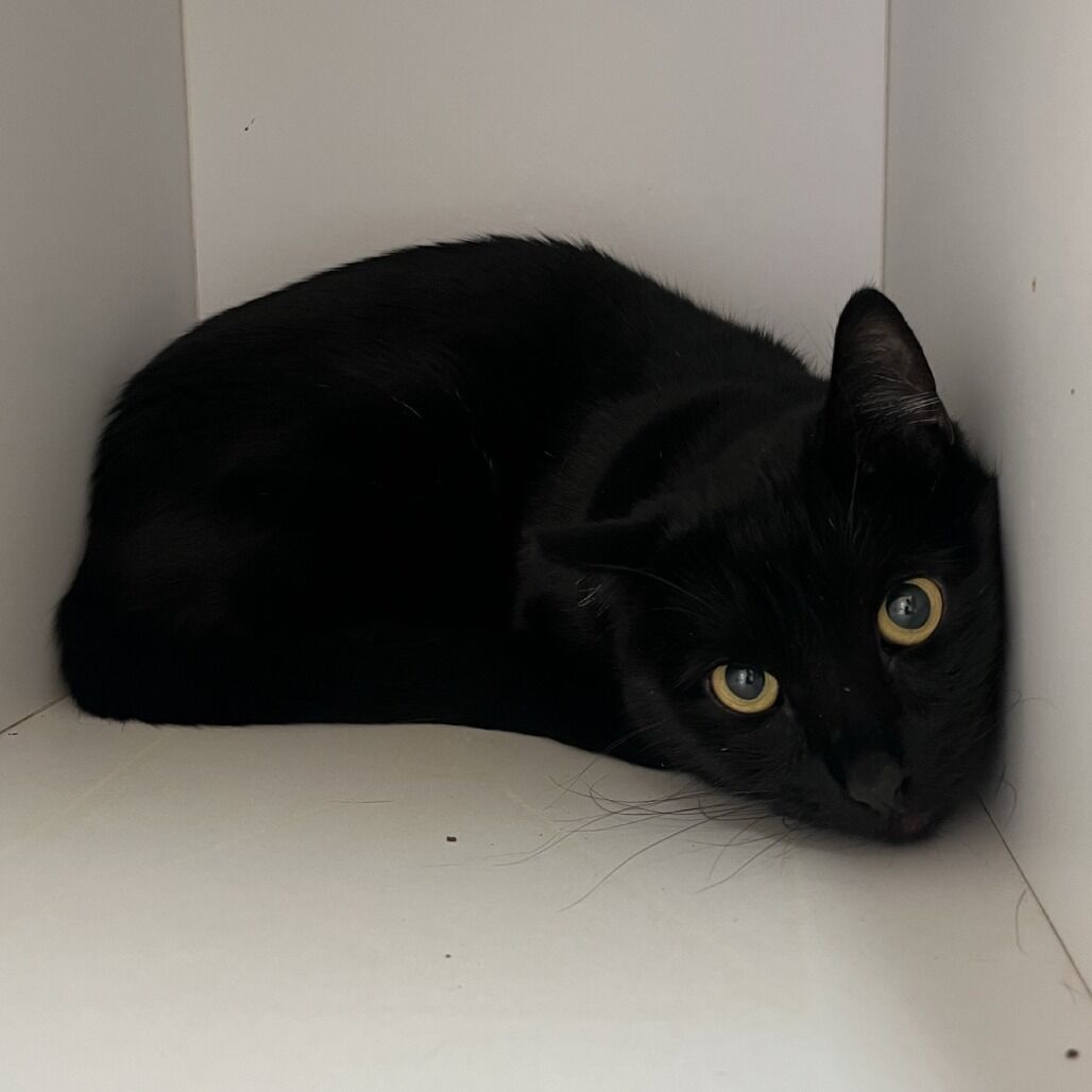 Hello my name is Pastry