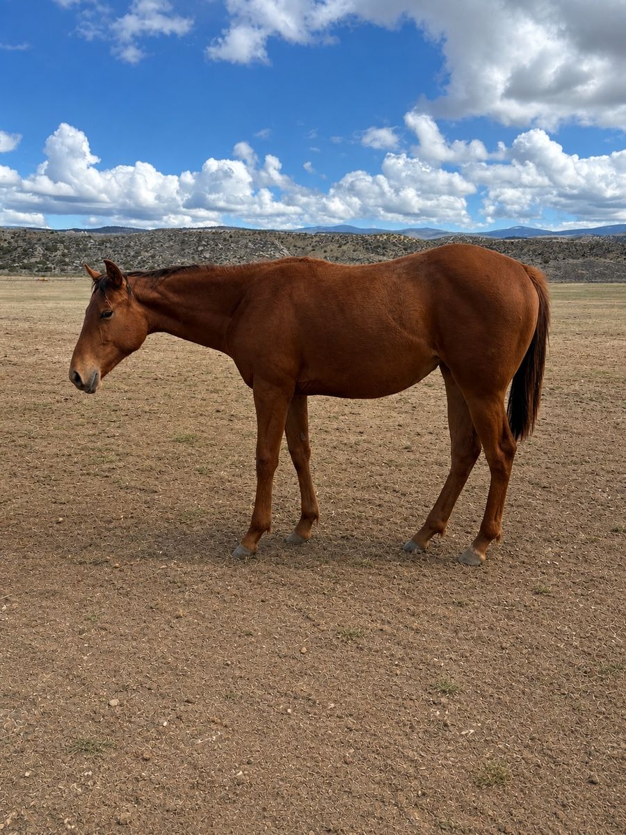 2025 Race Bred Filly Wyoming Race Accredited