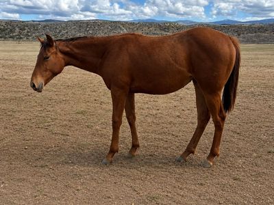 2025 Race Bred Filly Wyoming Race Accredited