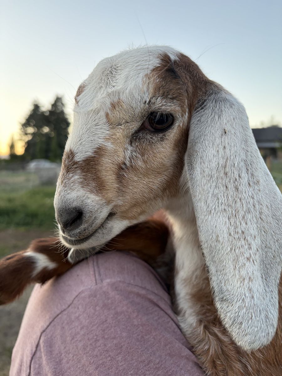 Nubian Goats