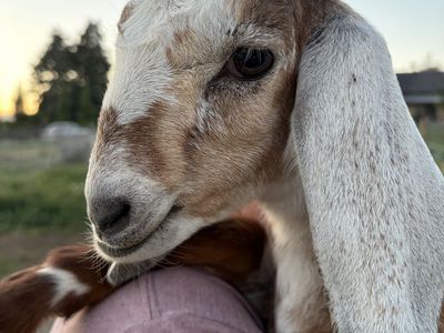 Nubian Goats