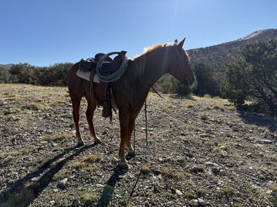 Quarter Horse for Sale
