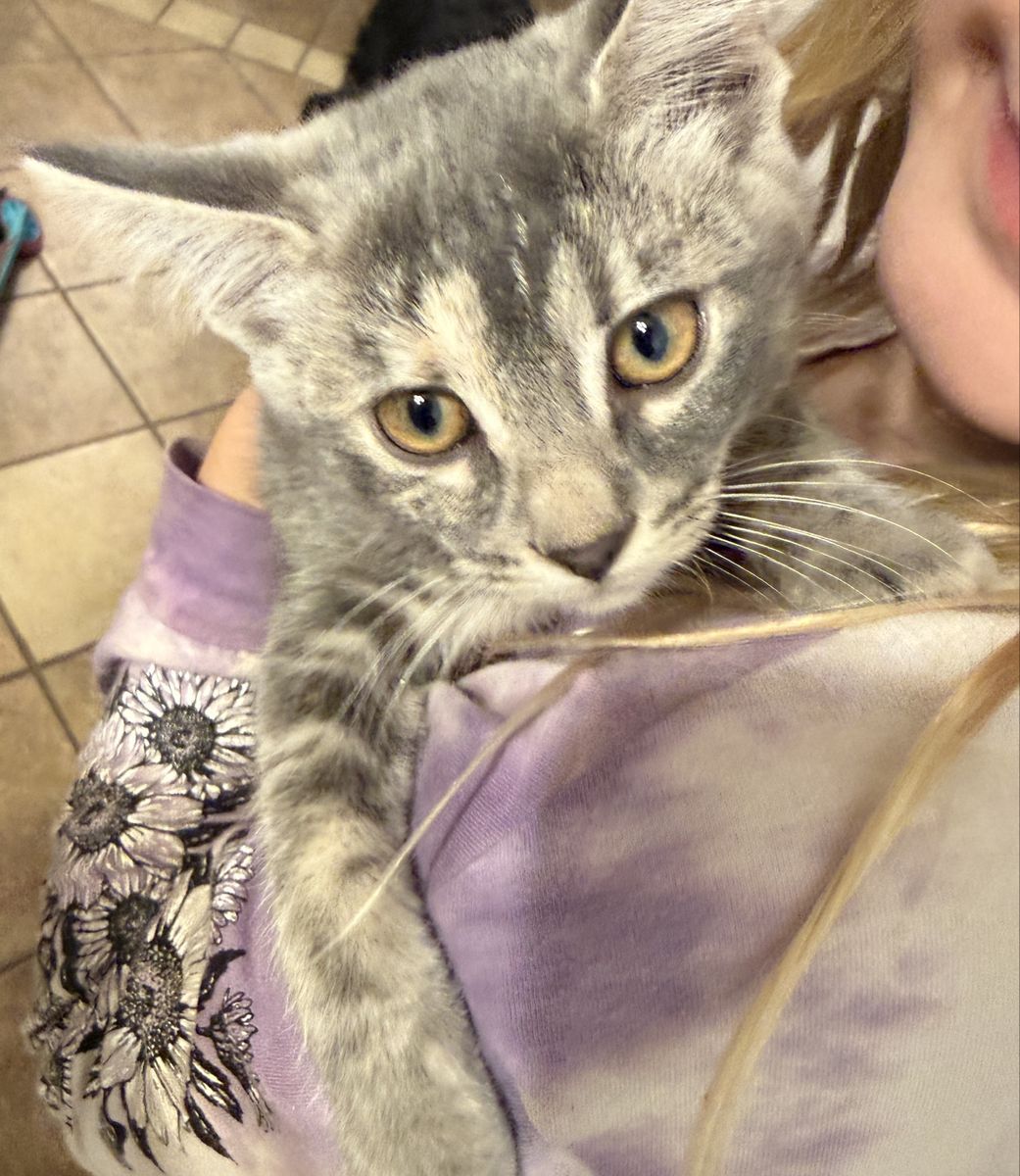 Kitten for Adoption