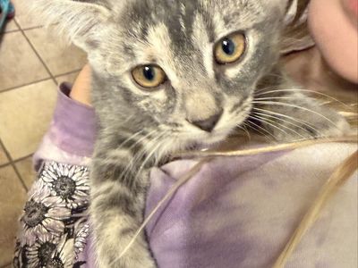 Kitten for Adoption