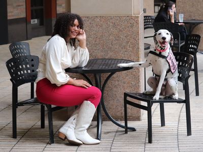 Dalmatian (Service Dog)