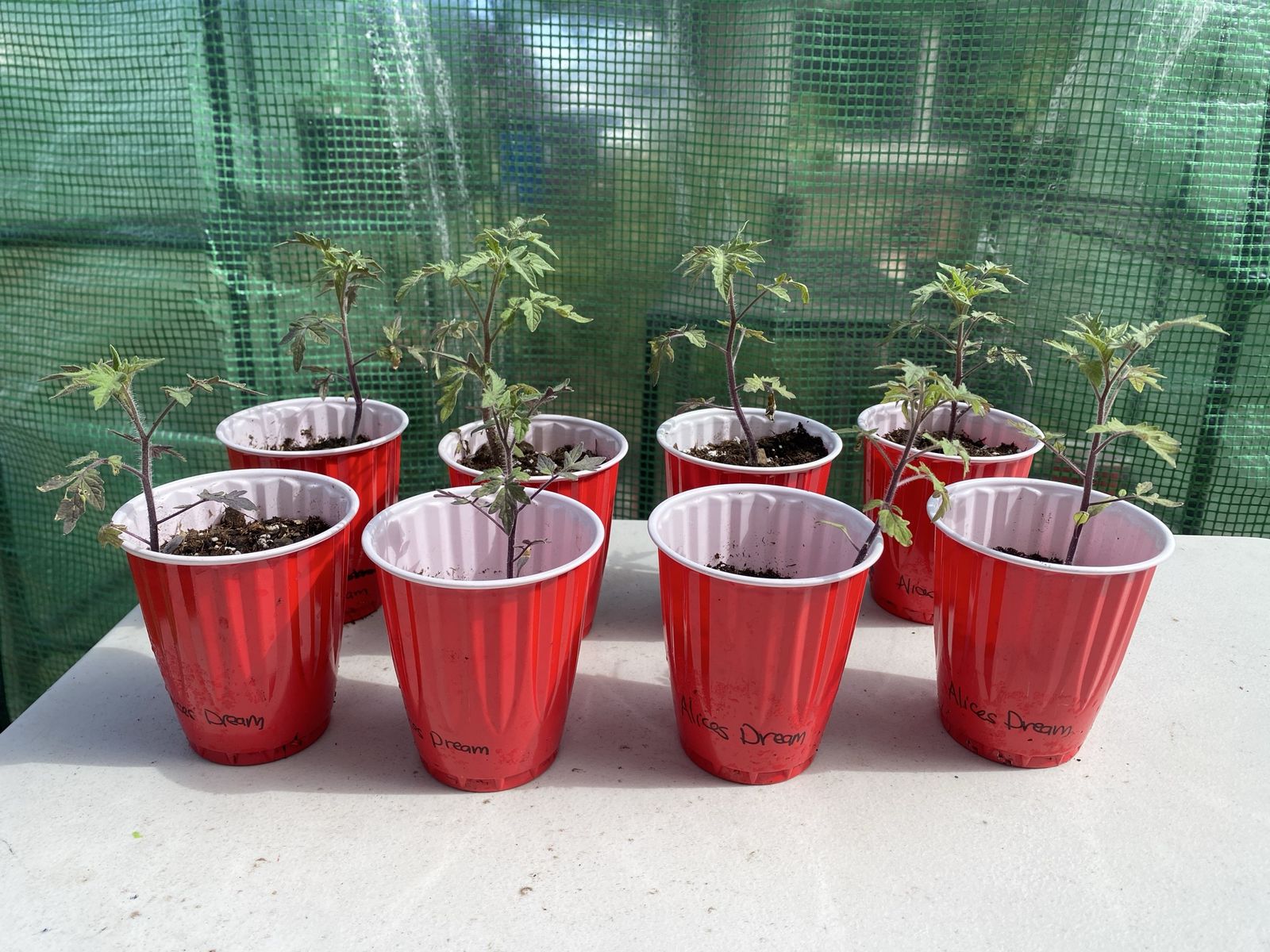 Plants for sale