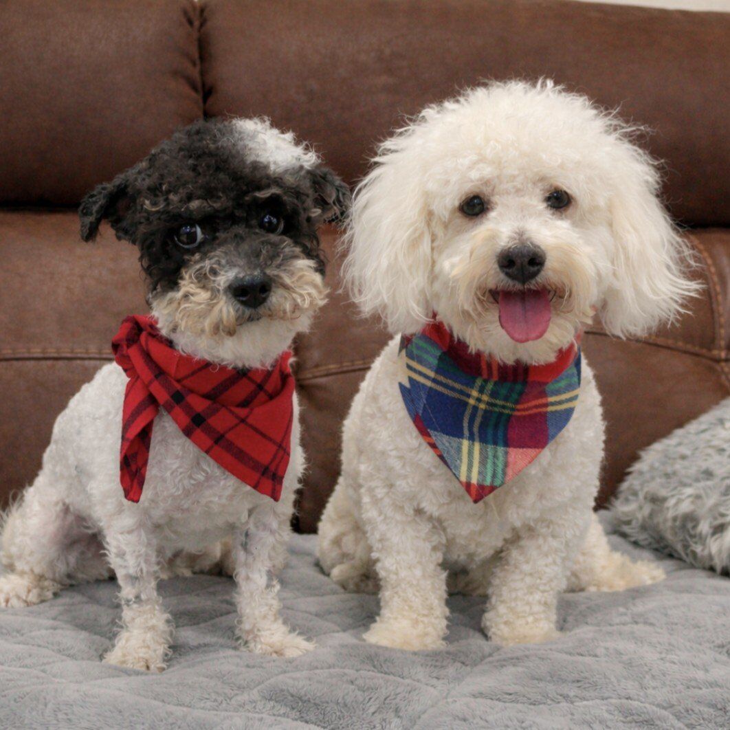 Bonded Brothers Toy Labradoodles Valentine's Ready
