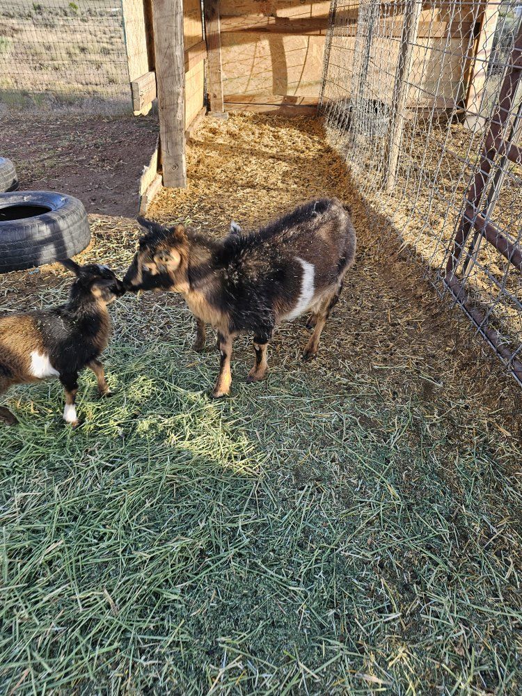 Nigerian Dwarf Doe In Milk