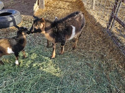 Nigerian Dwarf Doe In Milk