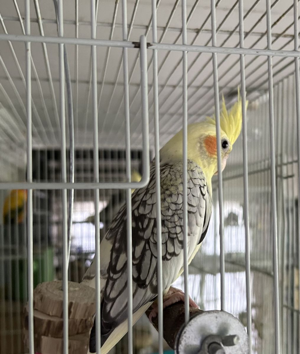 Cockatiel not tame (parent raised)