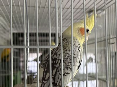 Cockatiel not tame (parent raised)
