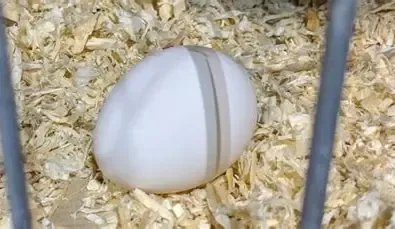 American Serama Bantams Hatching Eggs