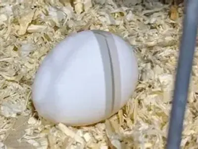 American Serama Bantams Hatching Eggs