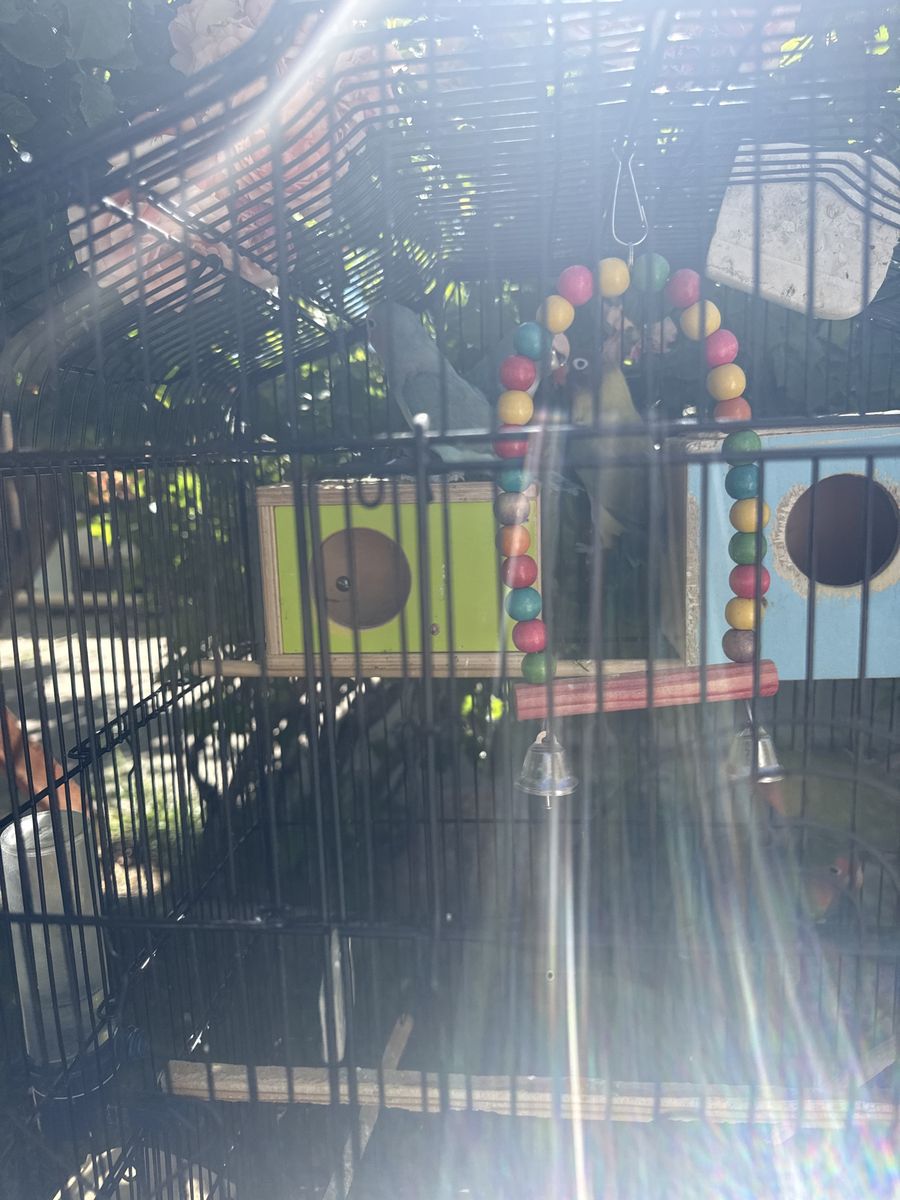 Loved Birds
