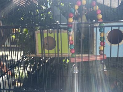 Loved Birds