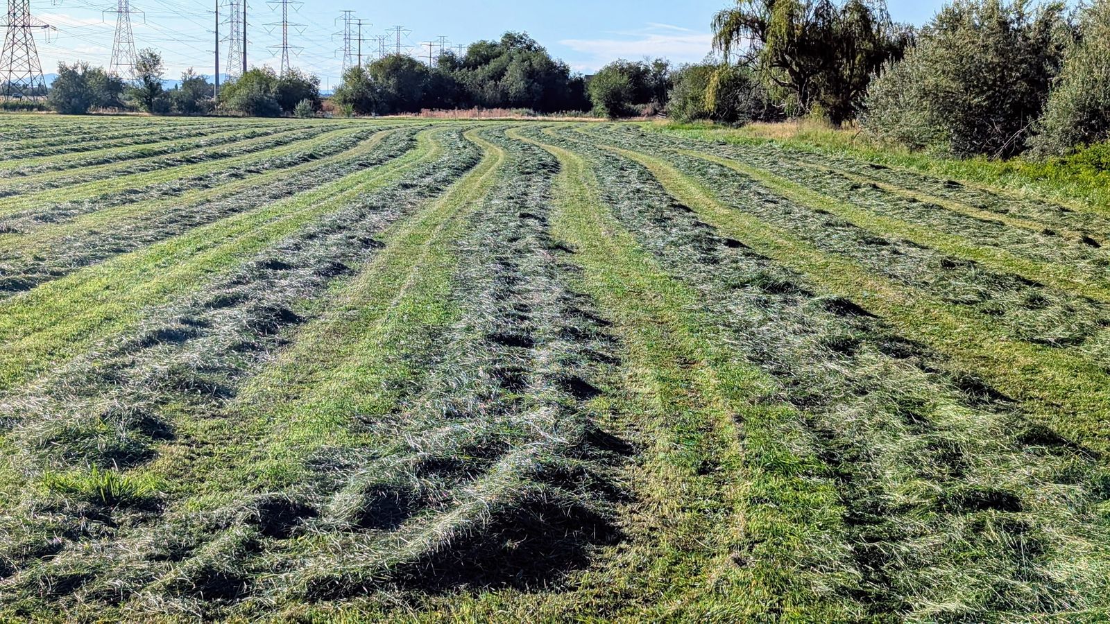 Grass hay