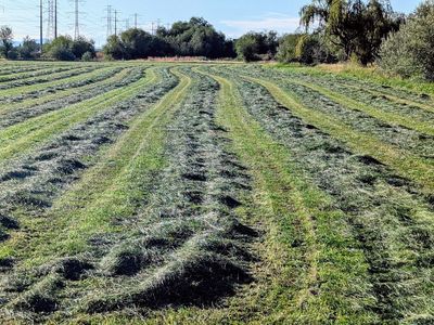 Grass hay