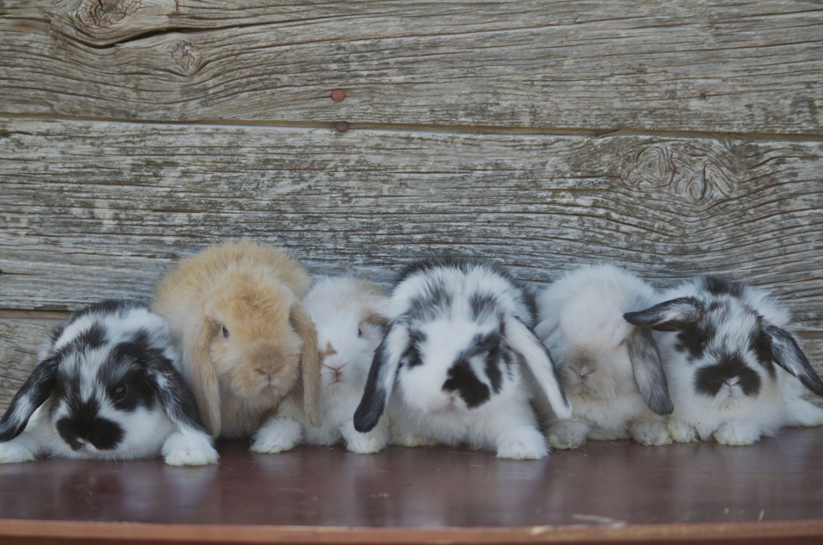 Darling Holland Lops!