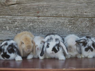 Darling Holland Lops!