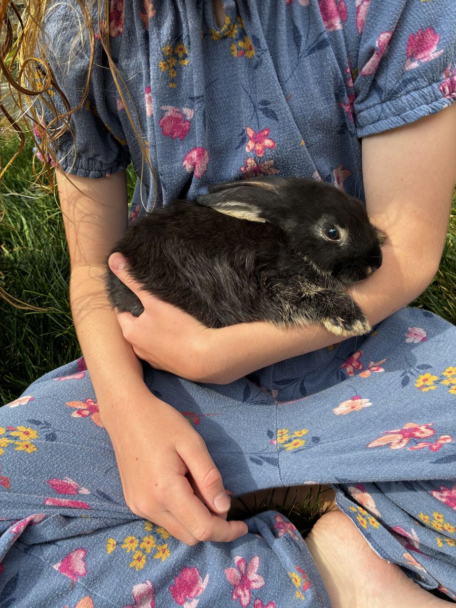 3 baby 2.5 month old Mini Rex Bunnies