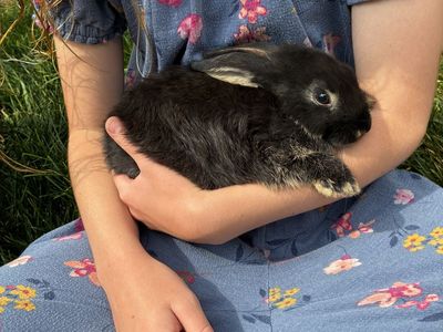3 baby 2.5 month old Mini Rex Bunnies