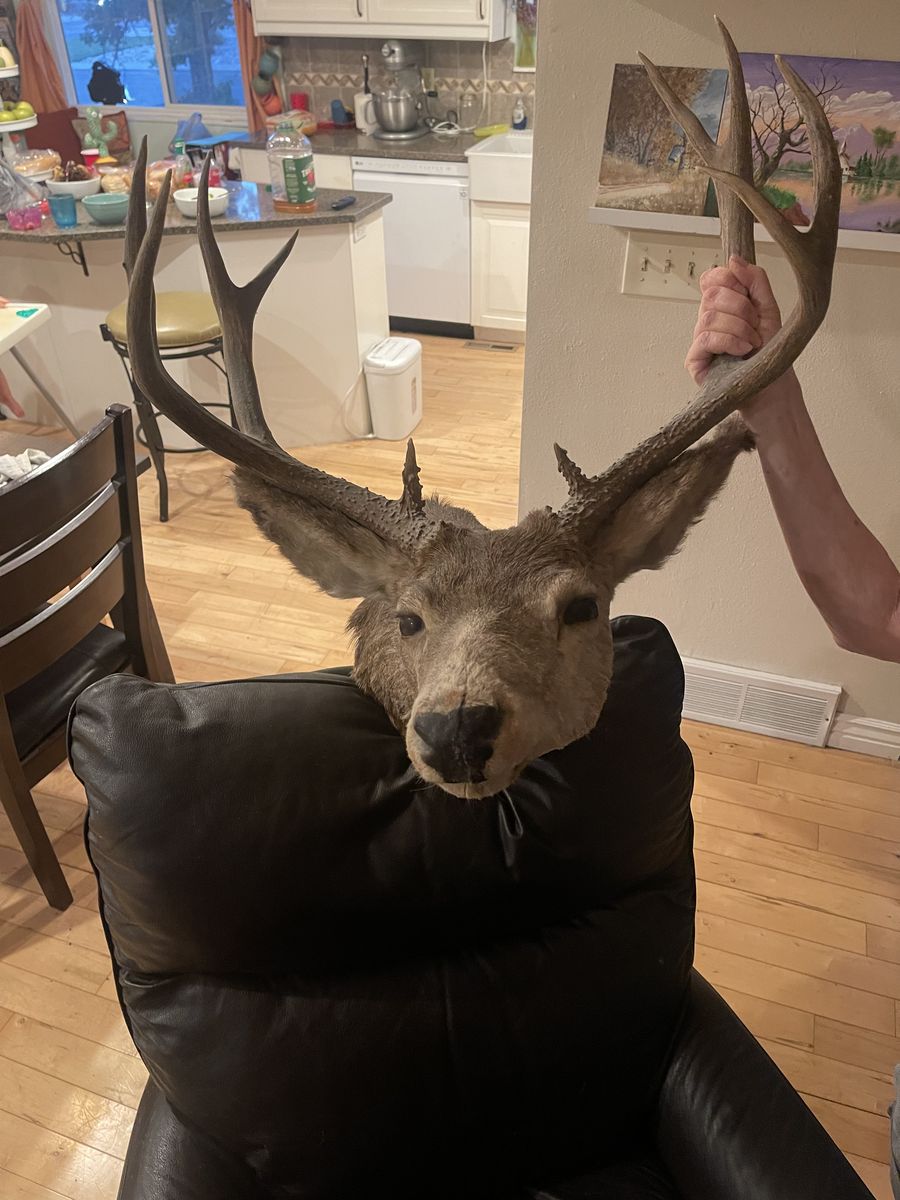 Taxidermy 4 Point Mule Deer