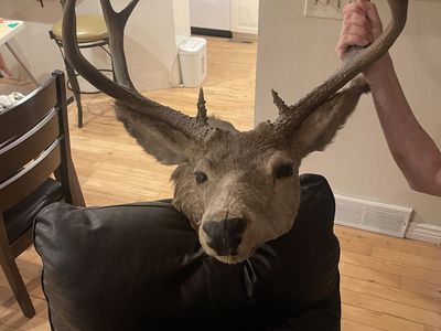 Taxidermy 4 Point Mule Deer