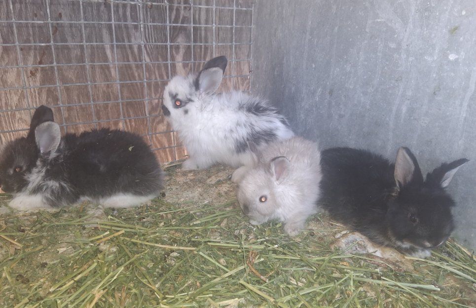 English Angora Bunnies 
Show Quaility Bloodline