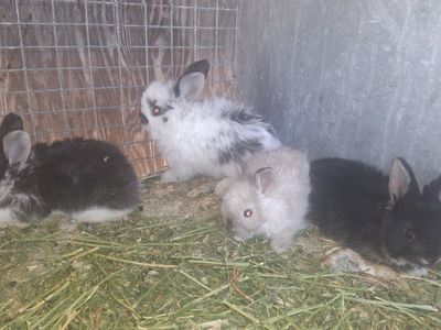 English Angora Bunnies
Show Quaility Bloodline