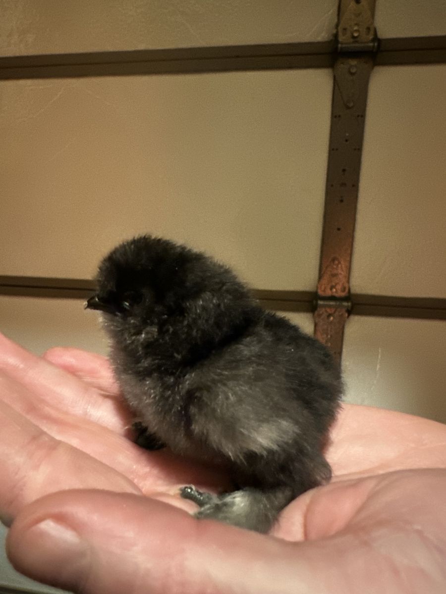 Chicks! Silkies, Easter Eggers, Silverudd, Olive