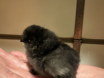 Chicks! Silkies, Easter Eggers, Silverudd, Olive
