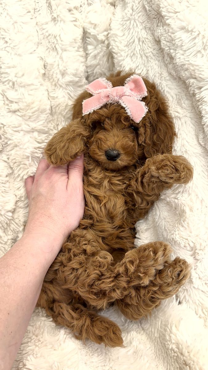 Easter Professionally Trained & Ready Micro Mini Goldendoodle
