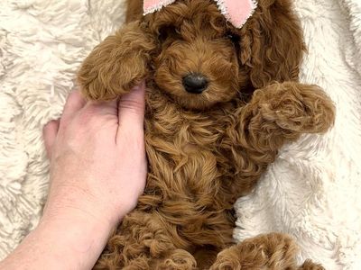 Easter Professionally Trained & Ready Micro Mini Goldendoodle