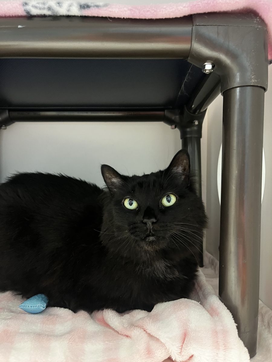A164189 Miss Kitty is Available for Adoption!