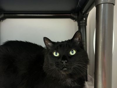 A164189 Miss Kitty is Available for Adoption!