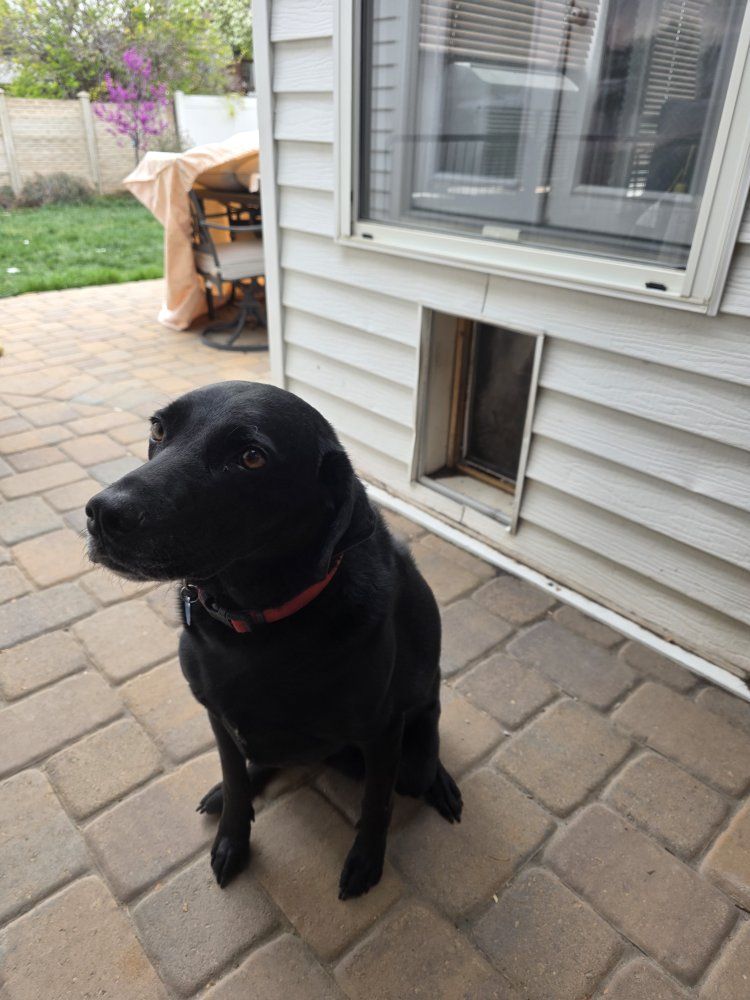 Black Lab needs Rehoming