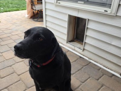 Black Lab needs Rehoming