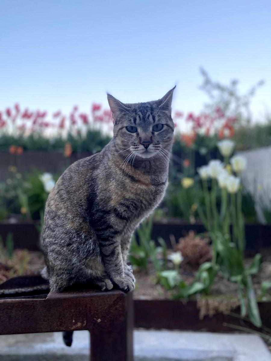 Friendly Tabby Cat for Adoption - Sweet & Loving Companion