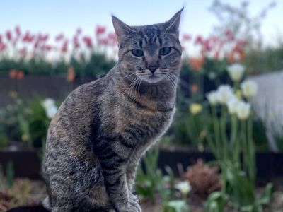 Friendly Tabby Cat for Adoption - Sweet & Loving Companion