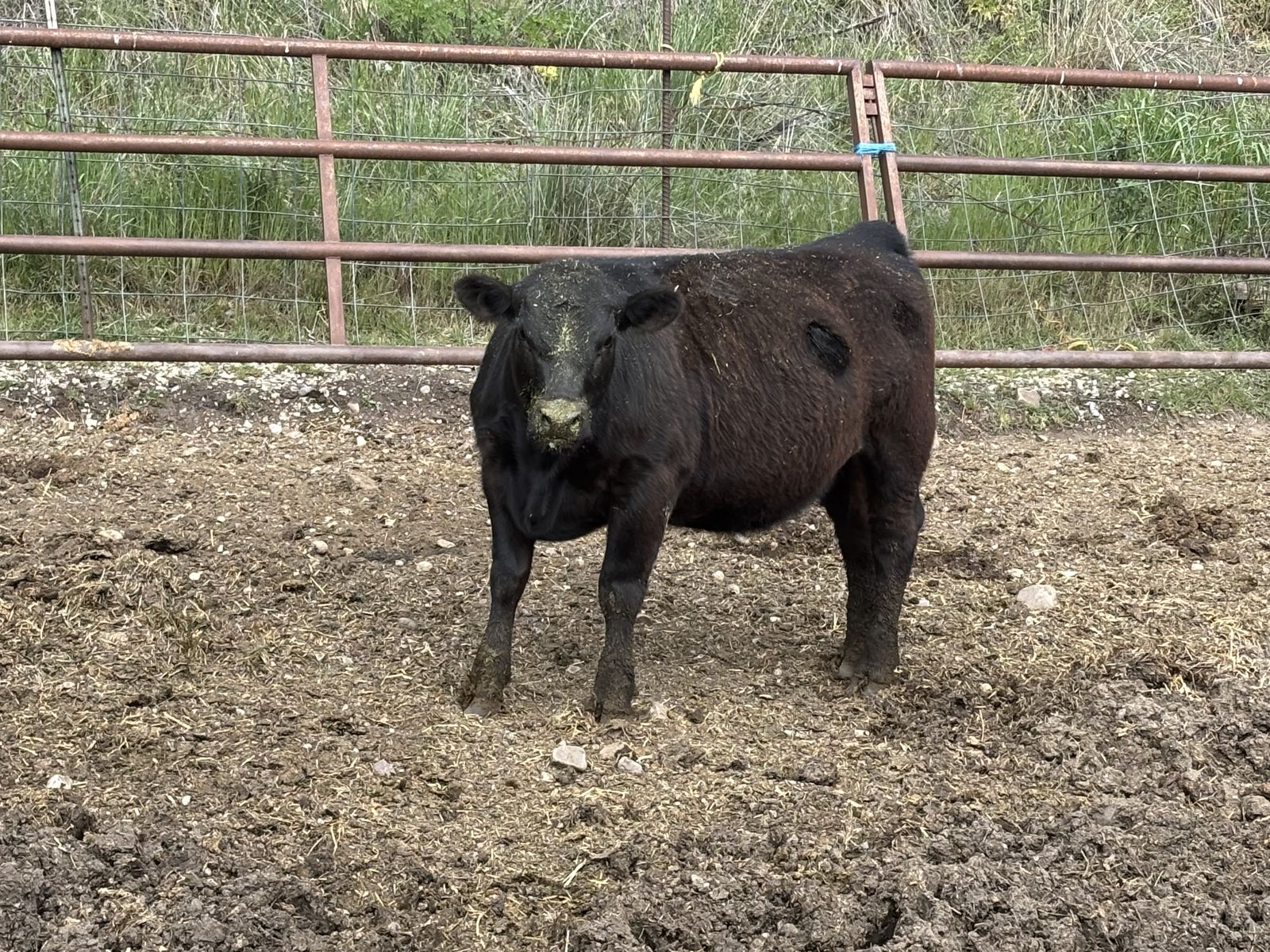 Cattle Angus