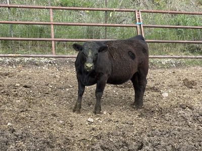 Cattle Angus